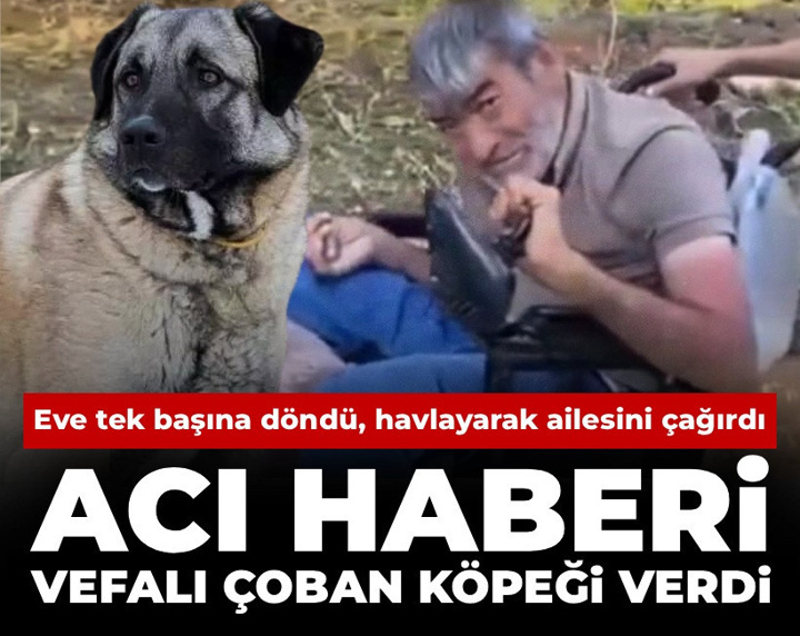 Eve tek başına döndü, havlayarak ailesini çağırdı: Acı haberi vefalı çoban köpeği verdi