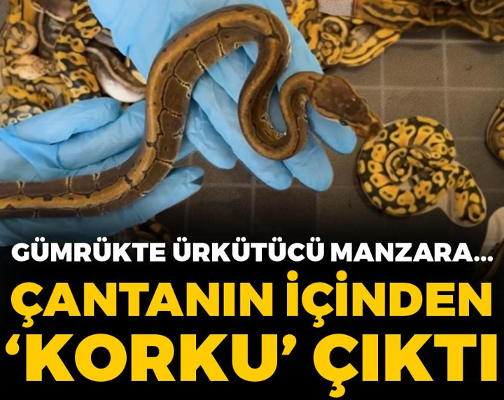 Gümrükte ürkütücü manzara: Çantanın içinden 'korku' çıktı