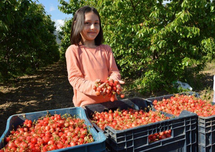 Sezonun ilk kirazı kilosu 800 TL'den satıldı