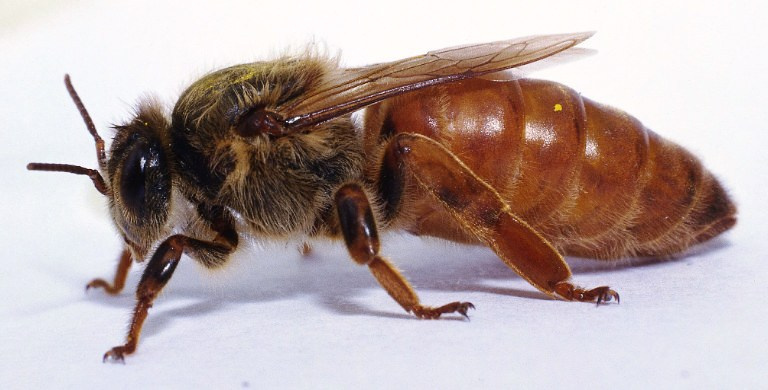 kralice-ari2.jpg