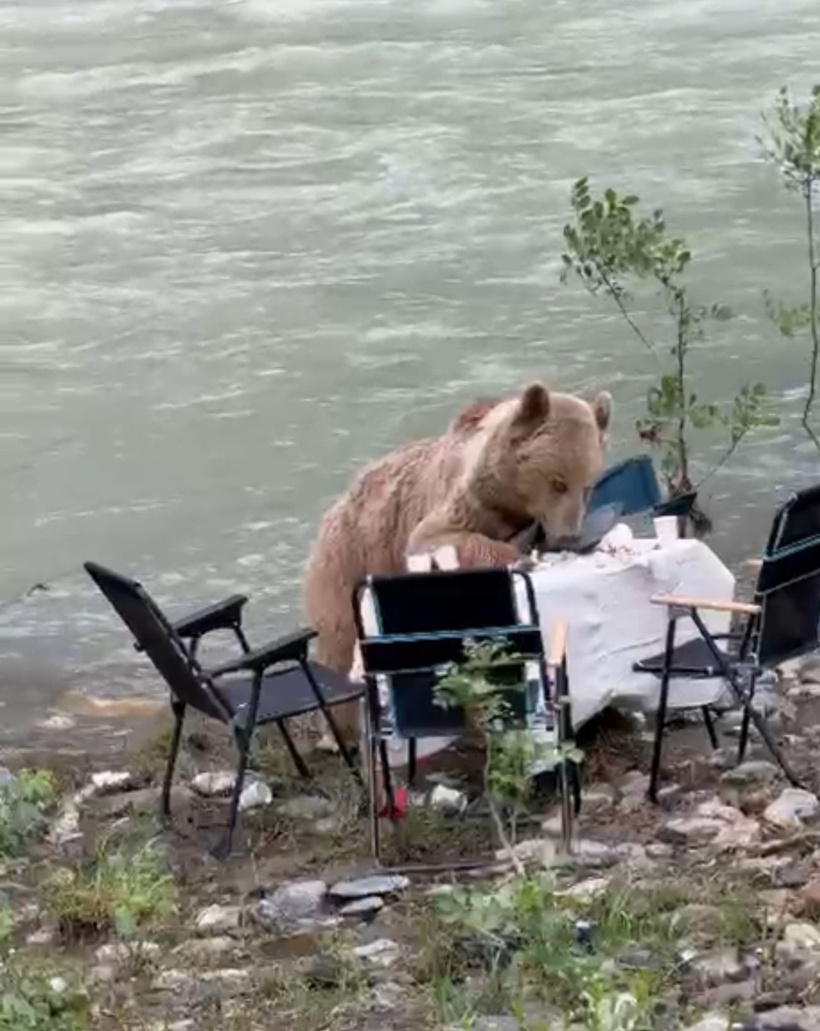 Piknik masasına ayı dadandı: Masadaki yiyecekleri tek tek yedi - Resim : 1