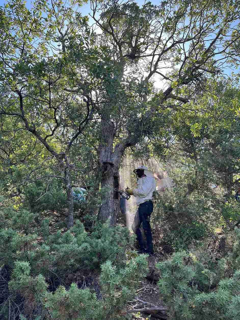 Sabah 04.30'da kalkıp yola çıkıyorlar! 2 kilometrelik sarp yamaçtan sofralara geliyor - Fotoğraf: 7