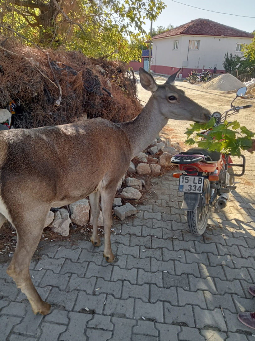 kizilgeyik-koy-kahvehanesine-girdi-928036-275651.jpg