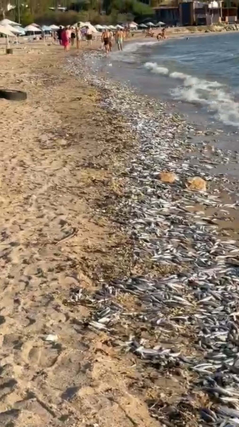 Binlerce balık aynı anda kıyıya vurdu! Sahil boydan boya ölü balık doldu - Resim : 1