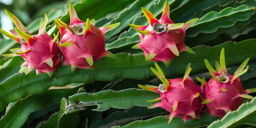 pitaya-meyvesi.jpg