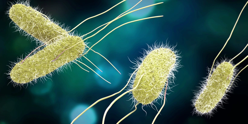 salmonella-bahar-ve-yaz-aylarini-seviyor.webp
