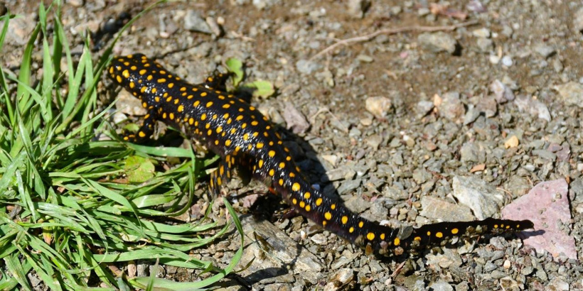 sari-benekli-semender.jpg