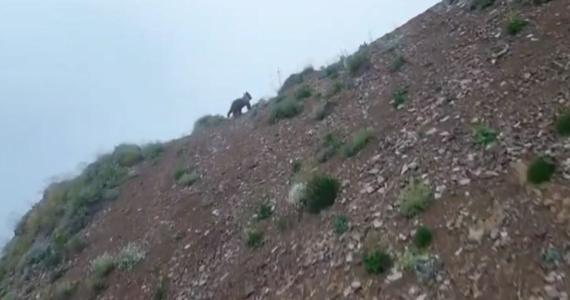 Dron gören ayının paniği kamerada! Yukarı baka baka koştu - Resim : 4