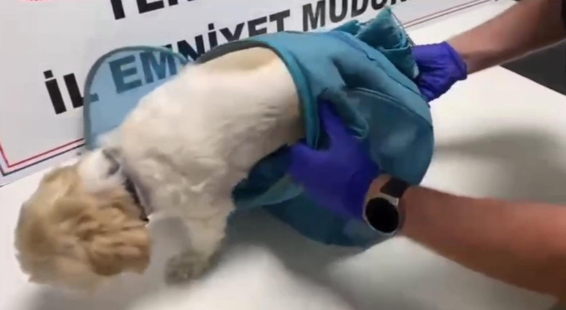 Evcil hayvan pusetinden uyuşturucu çıktı - Resim : 1