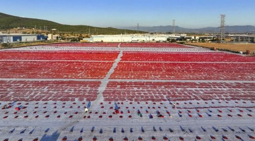Akdeniz'den yola çıktı 91 ülkeyi fethetti! Türkiye'ye 6 ayda 60 milyon dolar kazandırdı - Resim : 1