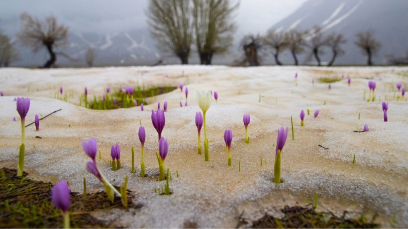 Karların içinden fışkırdılar: Tunceli'nin endemik çiçekleri bahar ile açtı - Fotoğraf: 8