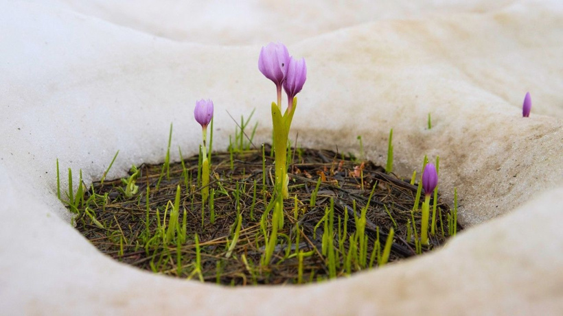 Karların içinden fışkırdılar: Tunceli'nin endemik çiçekleri bahar ile açtı - Fotoğraf: 6