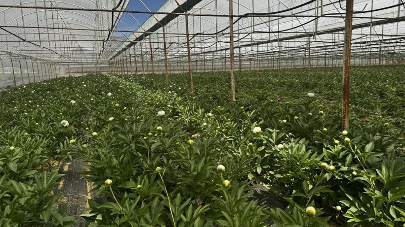 Tanesi 150 TL’den satılıyor! Antalya'dan 81 ile sipariş yağıyor