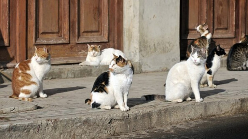 33 kedi konteynerde ölü bulunmuştu: Veteriner serbest bırakıldı