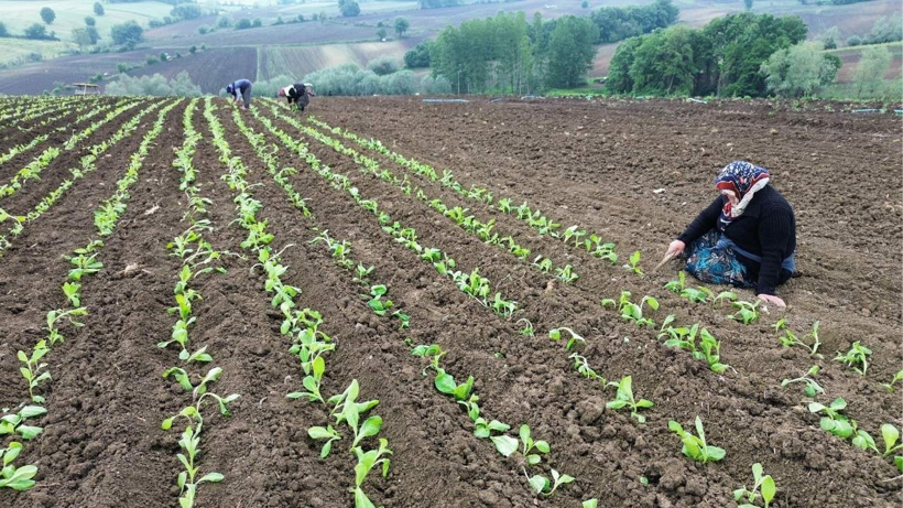 130 ailenin tek geçim kaynağı: Kilosu 400 liraya çıktı, hasadı haziranda yapılacak