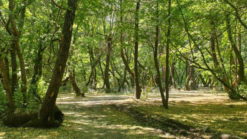 Manisa'da ormana giriş yasağı tarihleri belli oldu