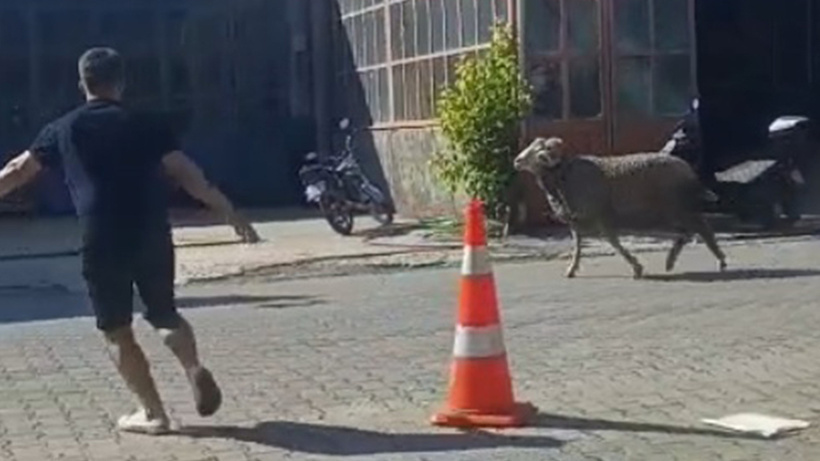 Kurbanlık koç sahibinin elinden kaçtı: Zor anlar yaşattı