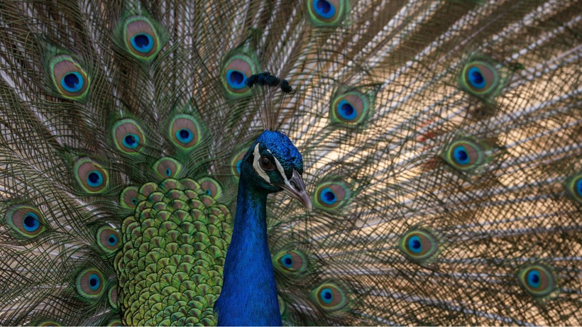 Yapay zeka değil: Dünyanın en imkansız rengine sahip canlılar - Fotoğraf: 8