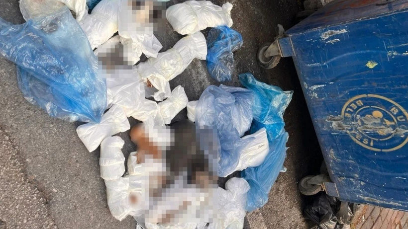 Veteriner tutuklandı: 33 kedi ölü bulunmuştu
