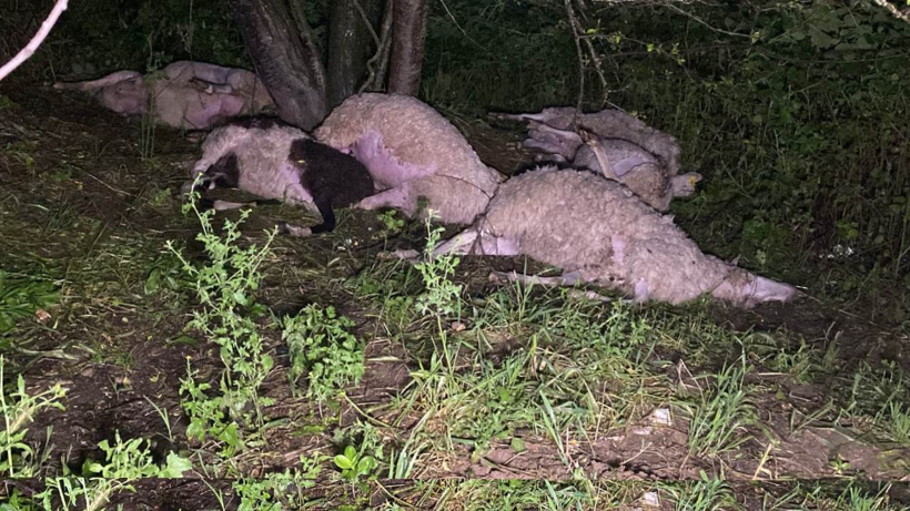 Bursa'da yıldırım düştü! 6 koyun öldü