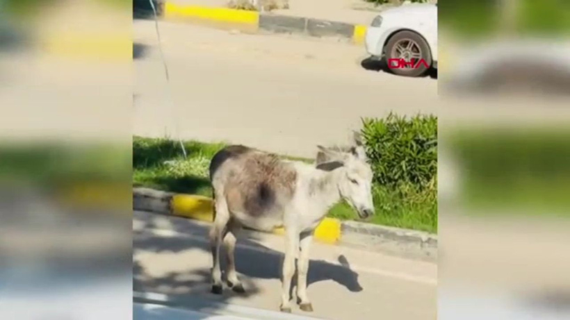 Başıboş eşek trafiği durdurdu: O anlar kamerada
