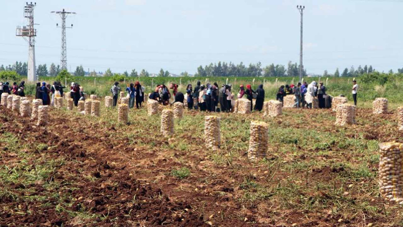 Adana'da hasadı başladı: Tarlada kilosu 30 liradan 20 liraya kadar düştü