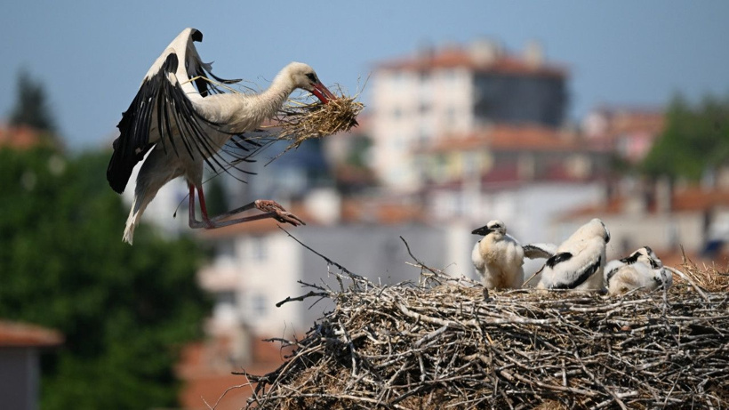 Edirne semalarında bir tatlı telaş: Anne ve baba leylekler harıl harıl çalışıyor - Fotoğraf: 4