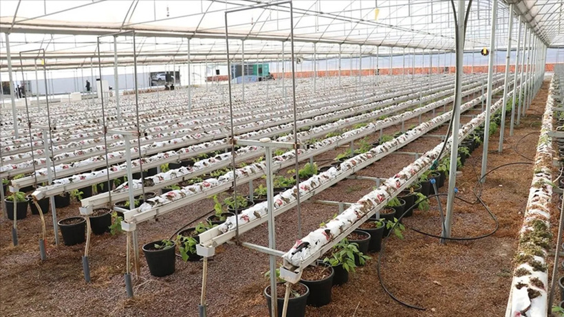 Borsa devi bile bu işe girdi! Resmen saksıda para yetişiyor
