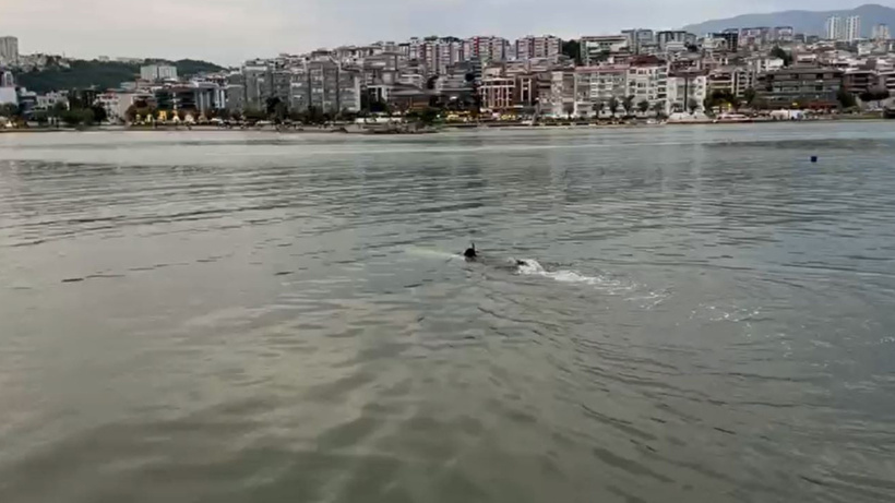 Boğulma alarmının altından deniz keyfi yapan profesyonel yüzücü çıktı