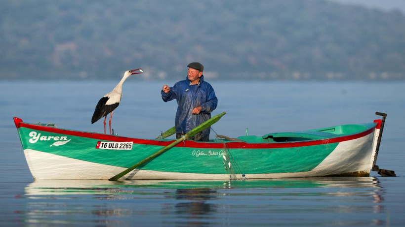 Aşıklar buluştu: Yaren leyleğin eşi Nazlı leylek döndü - Fotoğraf: 10
