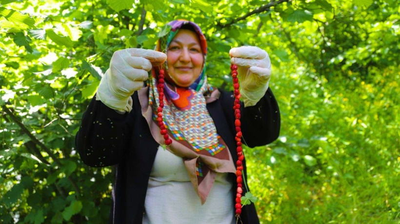 Dağdan teker teker topluyorlar: Özel tadı ve kokusuyla tescillendi