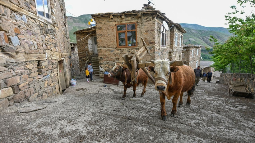 Bu köyde traktör yok! Tarlalar 8 bin yıllık yöntemle sürülüyor - Fotoğraf: 14
