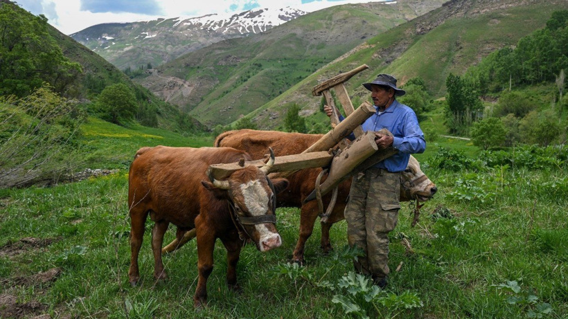 Bu köyde traktör yok! Tarlalar 8 bin yıllık yöntemle sürülüyor - Fotoğraf: 10