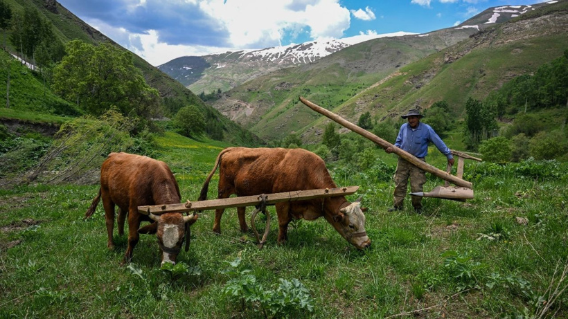 Bu köyde traktör yok! Tarlalar 8 bin yıllık yöntemle sürülüyor - Fotoğraf: 3
