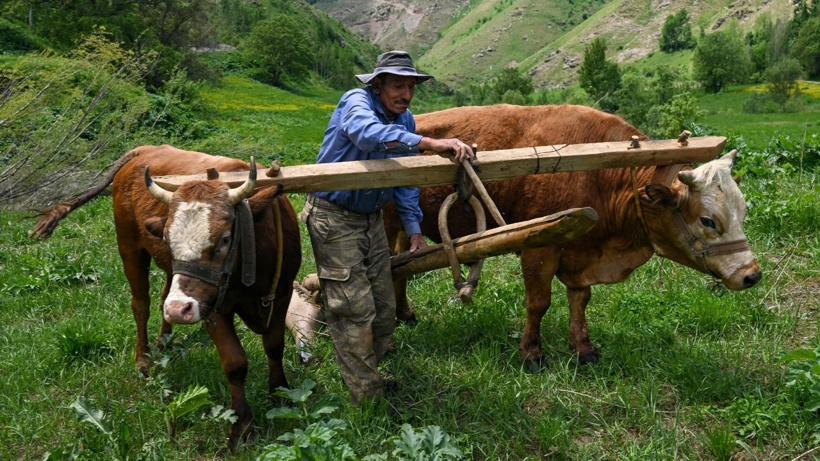 Bu köyde traktör yok! Tarlalar 8 bin yıllık yöntemle sürülüyor - Fotoğraf: 2