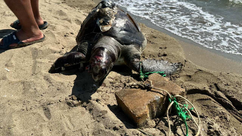 İzmir'de insanlık dışı vahşet! Yüzgecine parke taşı bağlanmış ölü deniz kaplumbağası bulundu
