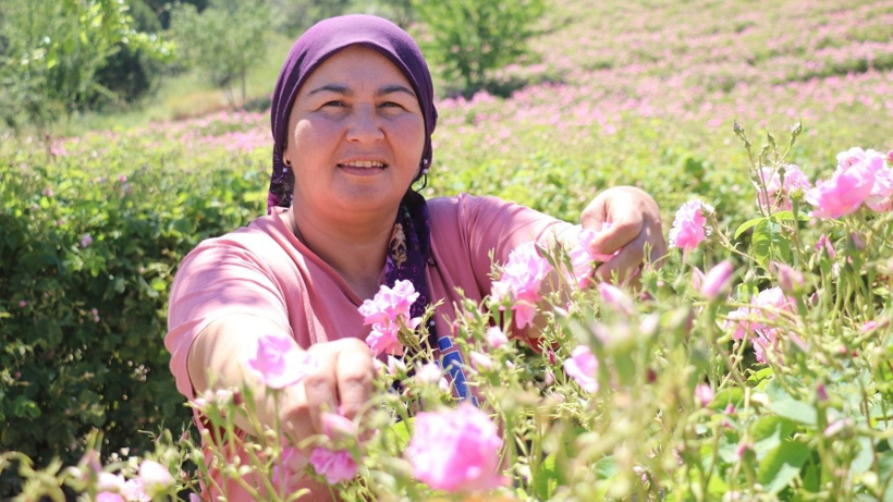 Tüm dünyaya yeten hasatta sona yaklaşıldı: Sabah 5'te tepelerden topluyorlar