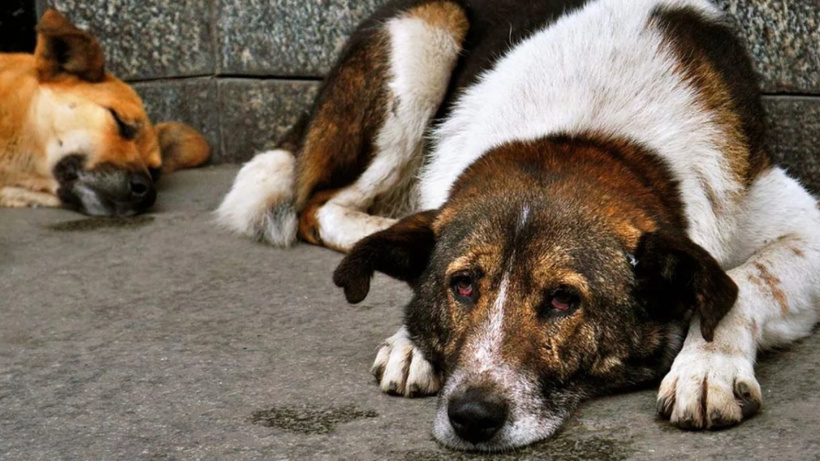 Valilik tüm sokak köpeklerinin toplandığını duyurdu: Gözden kaçanları arıyorlarmış