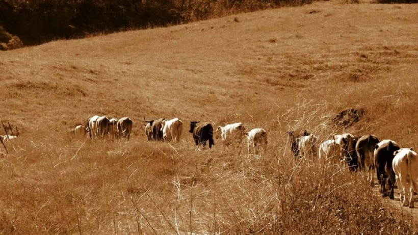 130 yıl ıssız bir adada unutuldular! Hayatta kalma hikayeleri bilim insanlarını büyüledi! - Fotoğraf: 3