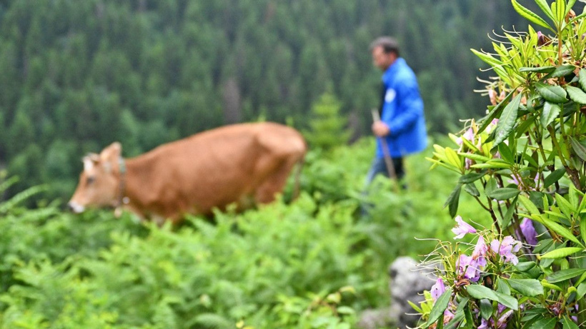 Dumanlı dağların çehresi değişti: Zifin çiçekleri yaylayı mora boyadı - Fotoğraf: 7