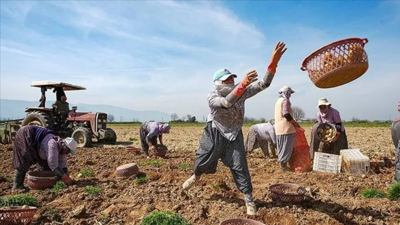 Geçen yıl 5 liraydı, bu yıl 25 lira oldu! İstanbul, Ankara ve İzmir’e tonlarca gönderiliyor