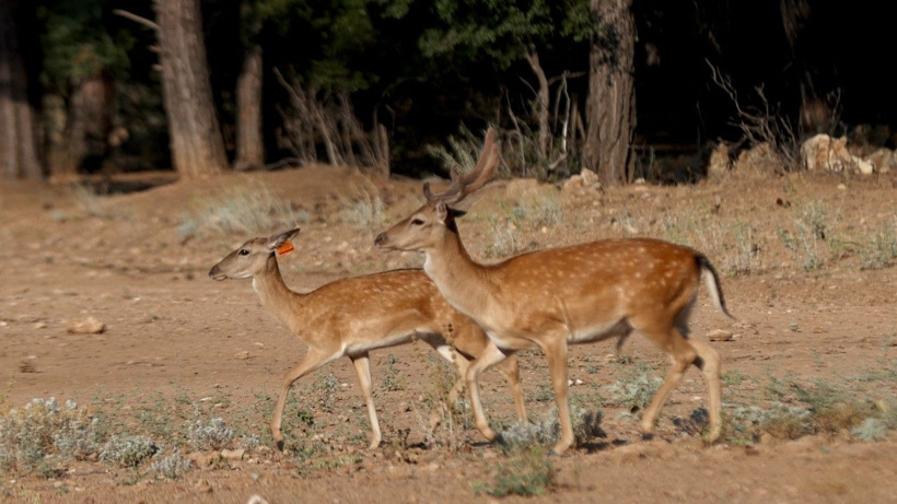 Hakkında destanlar anlatılırdı: Nesli tükenen asil canlıların sürüsüne 5 yavru daha katıldı - Fotoğraf: 5