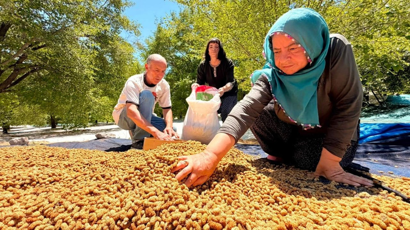 Geçen yıl sıfır çekmişlerdi: 40 derece sıcaklıkta yapılan hasat bu sene 600 ton bereket verecek