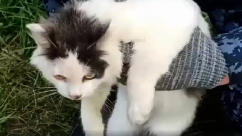 Cezaevine uyuşturucu taşıyan "kurye kedi" suçüstü yakalandı