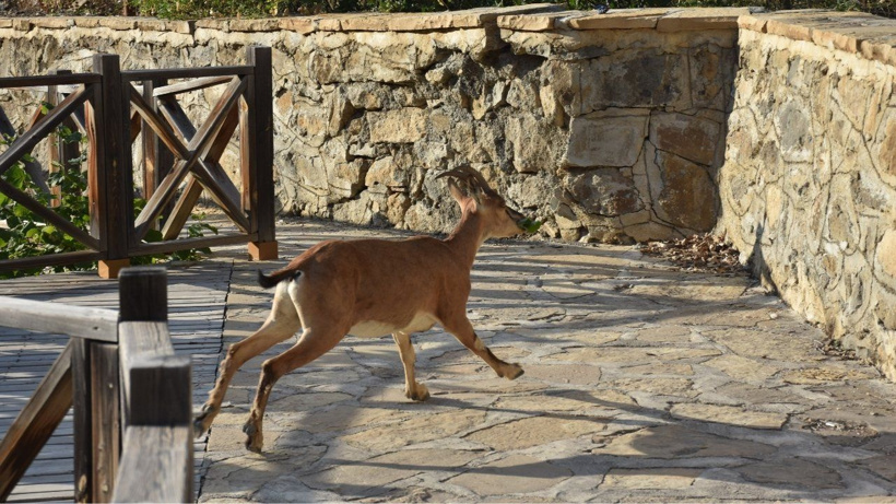 Yiyecek bulmak için zirveden yürüyüş yoluna indiler: Tomara Şelalesi'ne neşe getirdiler - Fotoğraf: 2