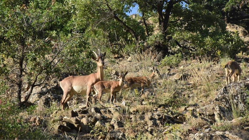 Yiyecek bulmak için zirveden yürüyüş yoluna indiler: Tomara Şelalesi'ne neşe getirdiler - Fotoğraf: 4