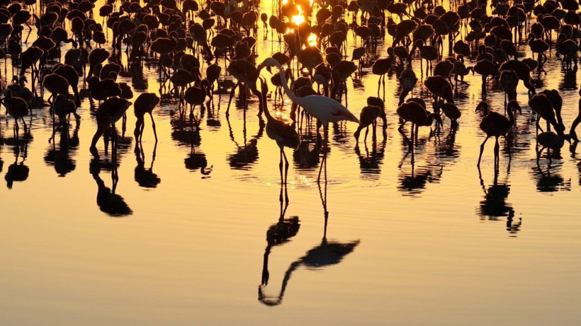 Flamingo cennetinde 5 yılın rekoru kırıldı: Kuraklıktan kurtulunca binlerce yavruya yuva oldu - Fotoğraf: 16