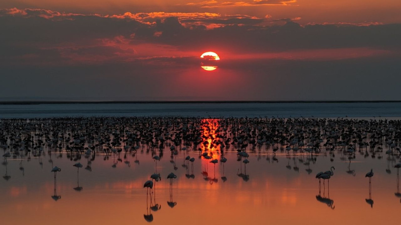 Flamingo cennetinde 5 yılın rekoru kırıldı: Kuraklıktan kurtulunca binlerce yavruya yuva oldu - Fotoğraf: 5