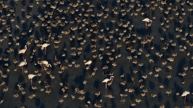Flamingo cennetinde 5 yılın rekoru kırıldı: Kuraklıktan kurtulunca binlerce yavruya yuva oldu - Fotoğraf: 6