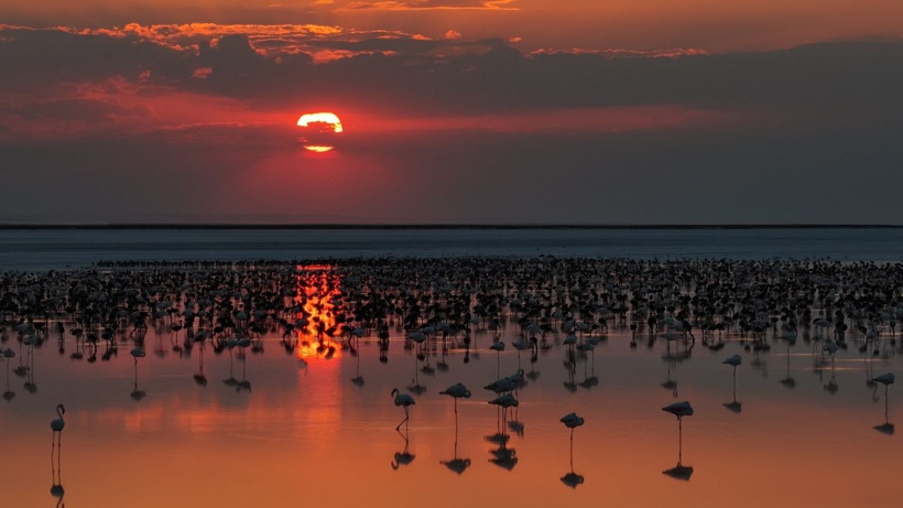 Flamingo cennetinde 5 yılın rekoru kırıldı: Kuraklıktan kurtulunca binlerce yavruya yuva oldu - Fotoğraf: 3